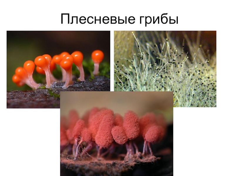 Плесневелые грибы примеры
