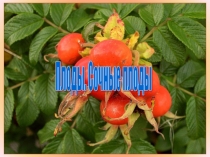 Сочные плоды презентация к уроку