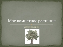 Презентация по окружающему миру Моё растение 1 класс