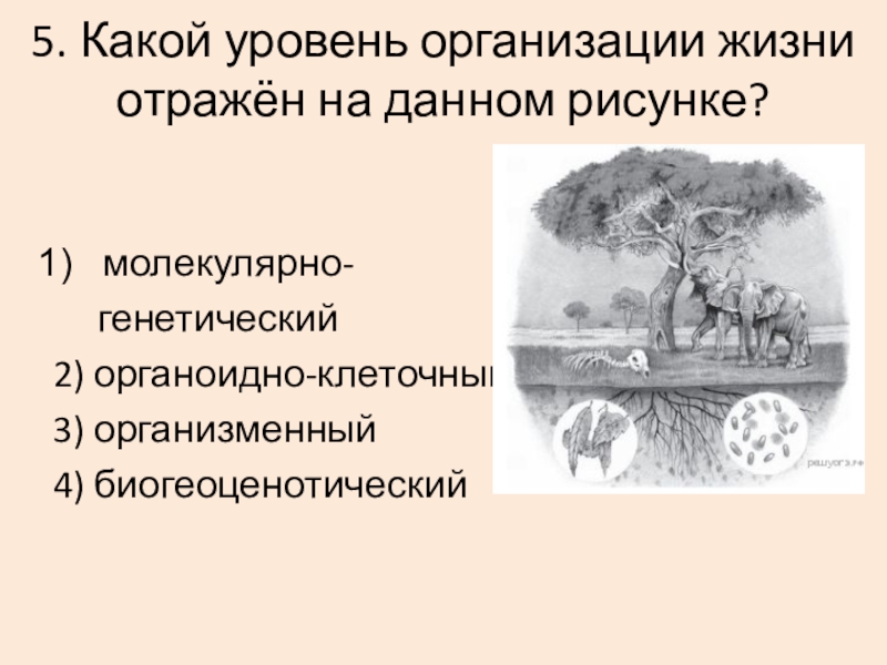 Какой уровень организации жизни изображен на рисунке