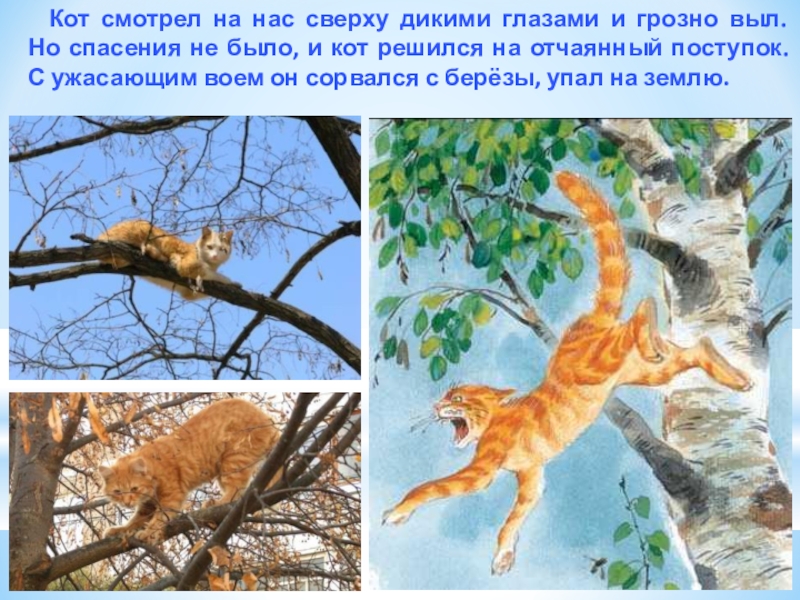 Анализ рассказа паустовского кот ворюга. Кот ворюга. Сказка кот ворюга. Паустовский кот ворюга картинки.