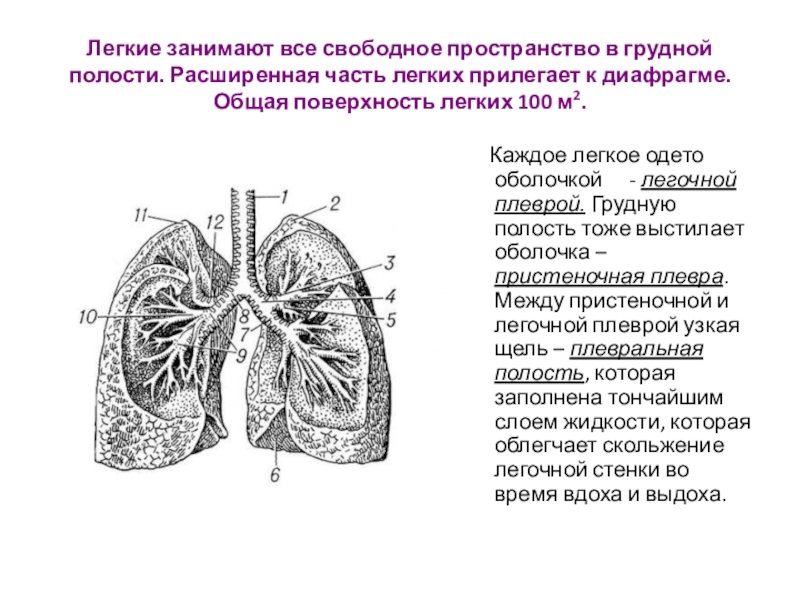 Название легких. Части легкого. Легкие в грудной полости. Дыхательная поверхность легких человека. Лёгкие части.