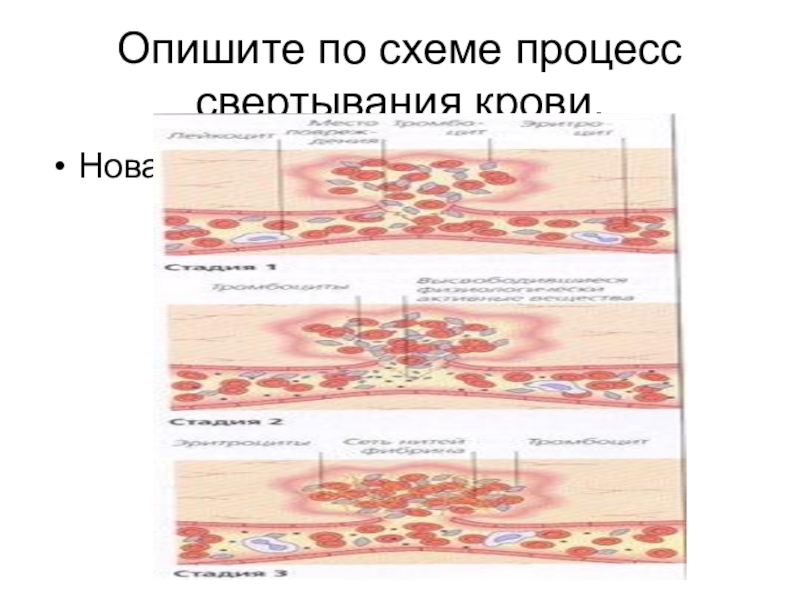 Свертывание крови схема егэ