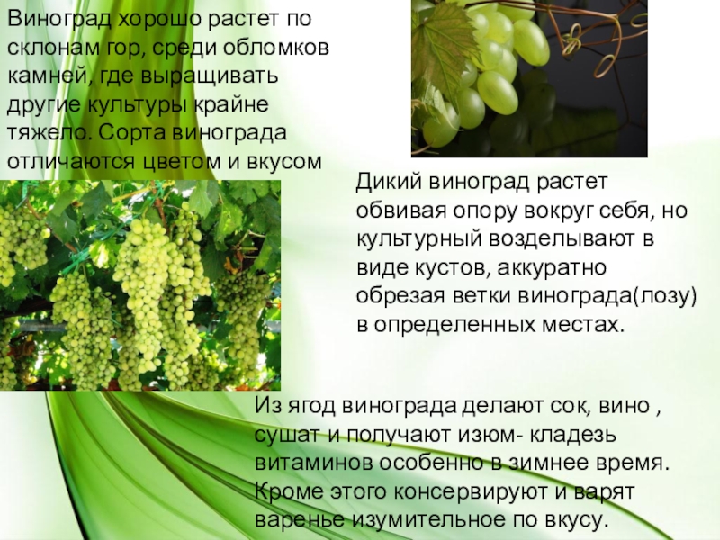 Старый и новый свет биология. Виноград культурное растение. Презентация на тему виноград. Информация о винограде. Сообщение о винограде.