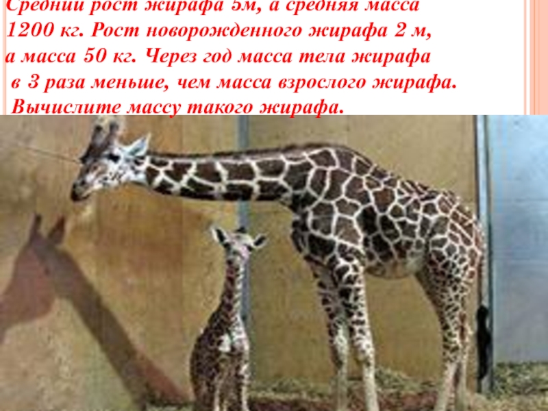 Средний рост жирафа 5м, а средняя масса 1200 кг. Рост новорожденного жирафа 2 м, а масса 50