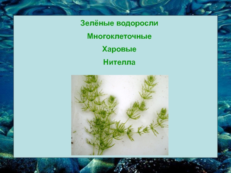 Ламинария относится к группе. Хара многоклеточная зеленая водоросль. Зеленые водоросли харовые водоросли. Нителла это многоклеточная зеленая водоросль. Водоросли 5 класс биология нителла.
