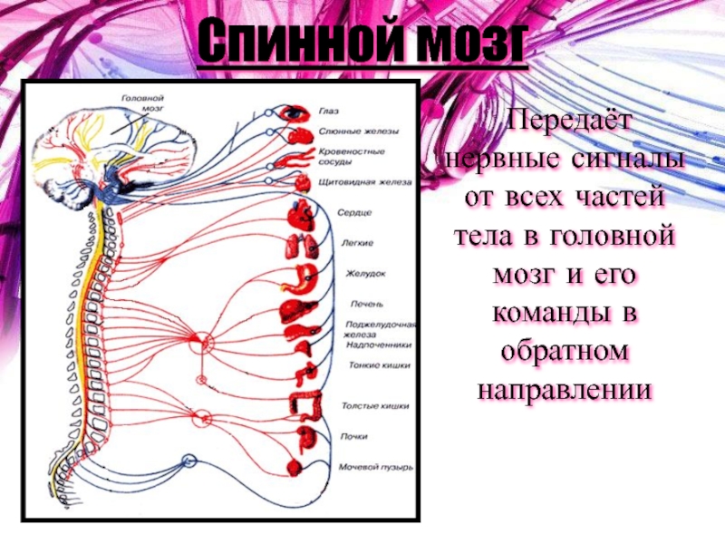 Сигнал нервной системы