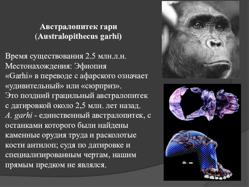 Период существования. Австралопитек Гари Australopithecus Garhi. Австралопитек период жизни. Австралопитек период существования. Время существования австралопитеков.