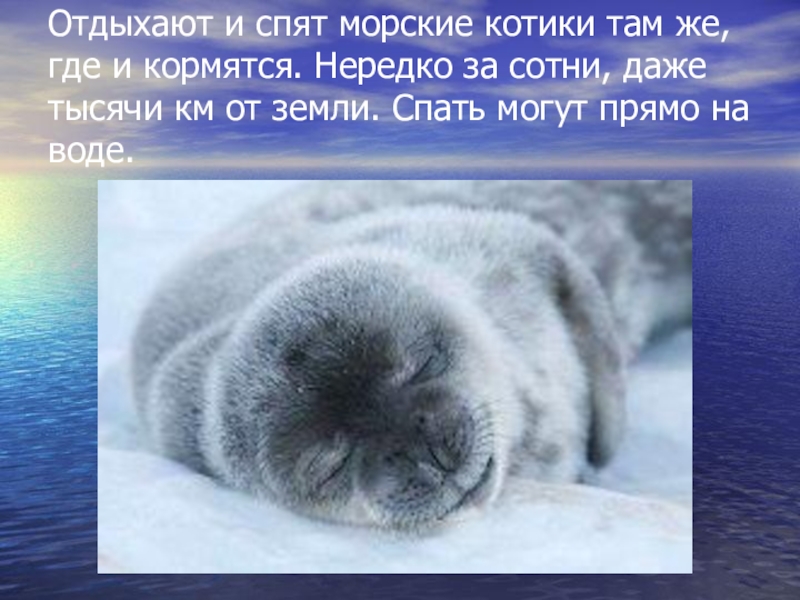 Морские котики презентация 7 класс