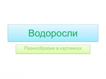 Презентация по биологии на тему Водоросли