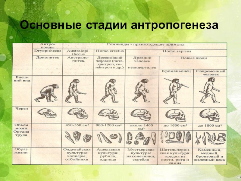 Презентация по биологии 9 класс происхождение человека