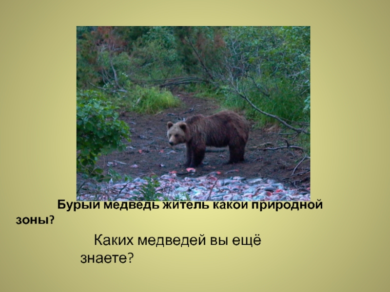 В какой природной зоне встречается медведь