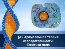 Презентация по биологии на тему Хромосомная теория (9 класс)
