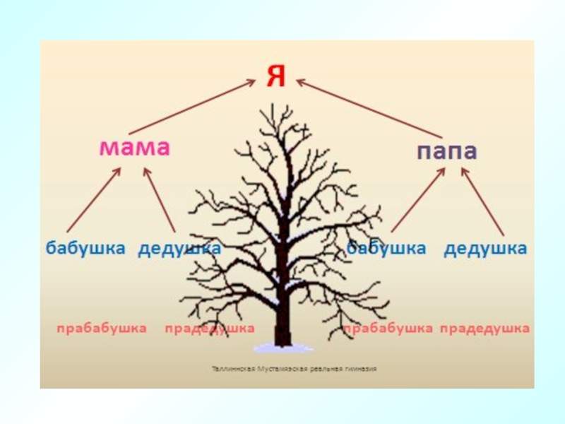 План о родословной