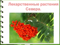 Презентация Лекарственные растения Севера (начальные классы)