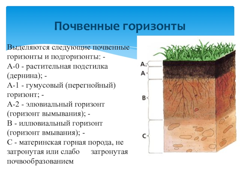 Почвенный разрез схема