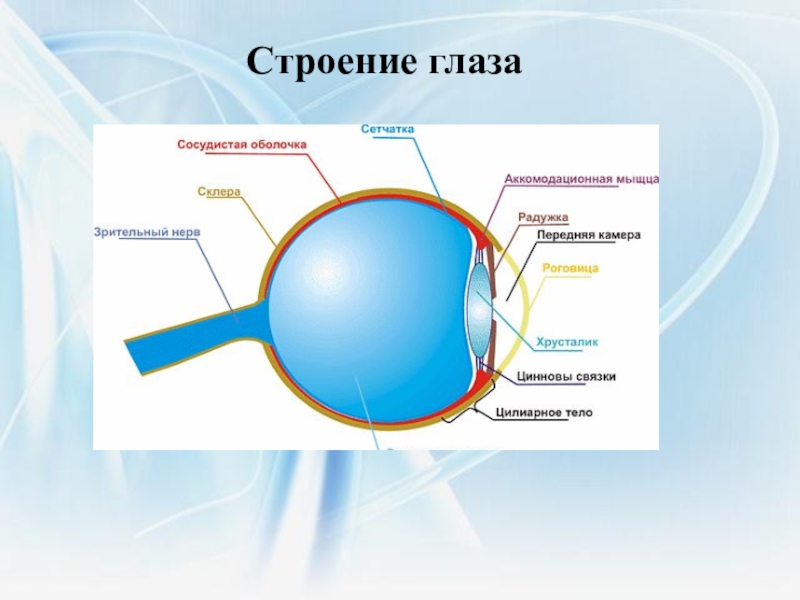 Пропускающие солнечные лучи структуры глаза. Синие глаза строение глаза. Геометрическое строение глаза. Строение глаза цинновы связки. Строение глаза голубой.