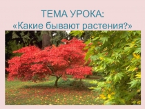 Презентация по окружающему миру на темуКакие бывают растения 2 класс