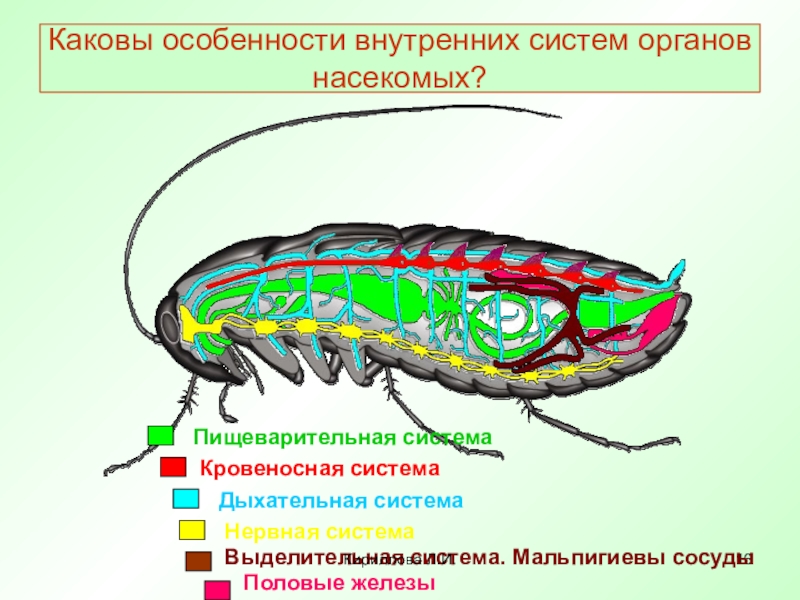 Какие системы у насекомых. Системы органов насекомых. Внутренние органы насекомых. Органы кровеносной системы насекомых. Система органов насекомых 7 класс биология.