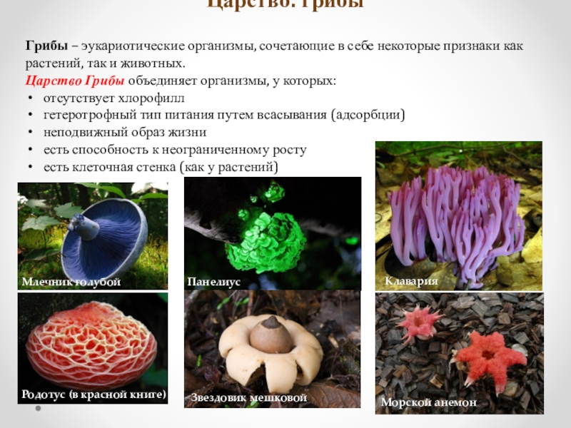 Растения эукариотические организмы