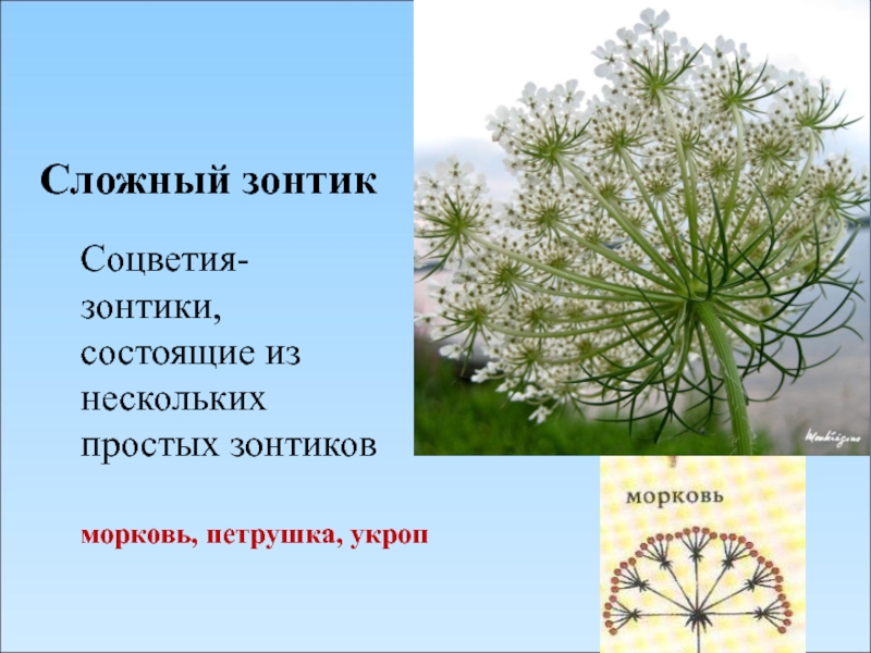 Описание сложного. Особенности строения соцветия сложный зонтик. Растения с соцветием зонтик. Ложный зонтик соцветие. Сложный зонтик.