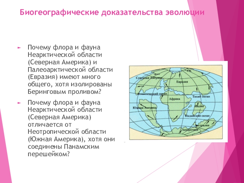 Биогеографические доказательства эволюции. Биогеографические доказательства Флоры и фауны. Биогеографические доказательства макроэволюции. Неарктическая область Флора. Биогеографические доказательства эволюции доклад.