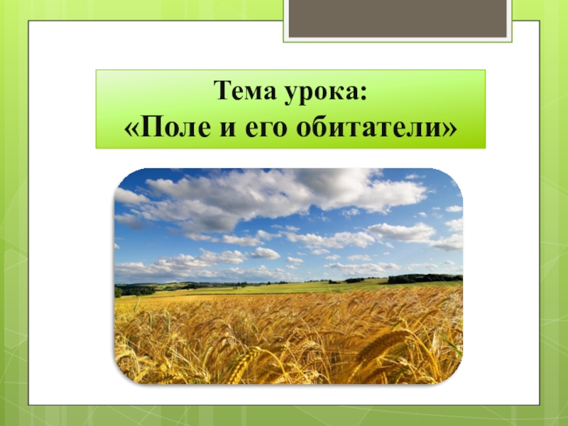 Обозначает поле. Презентация на тему поле. Поля для доклада. Природное сообщество поле животные. Поле для презентации.