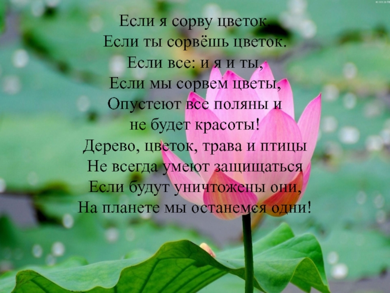 Цвети стих. Стихи про цветы. Стихи про растения. Стихотворение о растении. Красивые стихи о цветах.