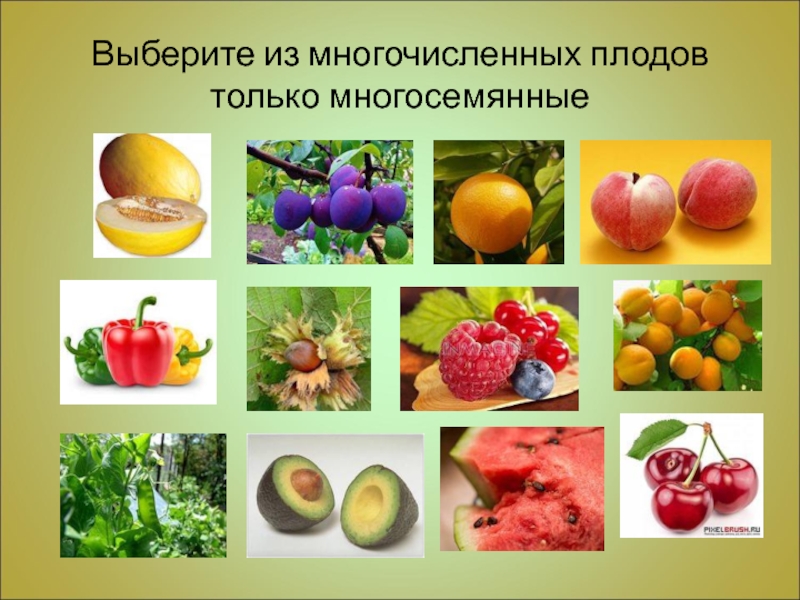 Выберите из многочисленных плодов только многосемянные
