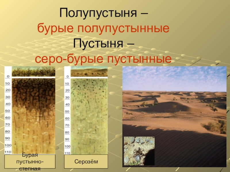 Особенности почв полупустынь. Почвенный профиль бурые полупустынные почвы. Бурые полупустынные и серо бурые почвы. Полупустыни и пустыни почвы. Почвы пустынь и полупустынь в России.
