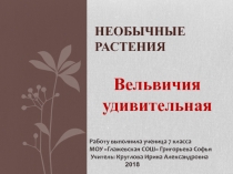 Презентация по биологии Вельвичия удивительная
