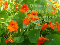 Проектная деятельность по биологии на тему Влияние ионизированной (щелочной), намагниченной и простой воды на рост и развитие кресс-салата