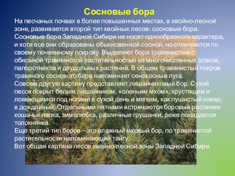 Самый большой текст леса. Почва в Сосновом лесу. Сосновый лес Тип почвы. Сосны в Сосновом Бору Тип взаимоотношений. Зона хвойных лесов почва.