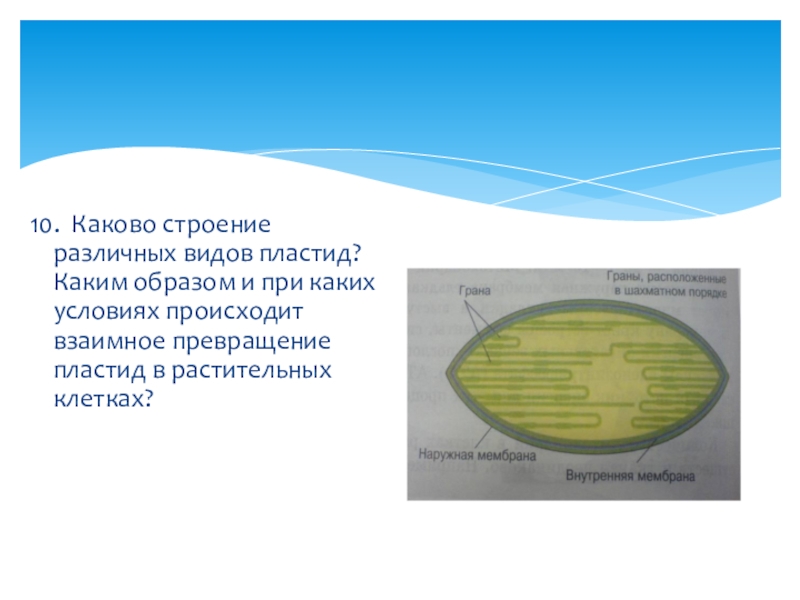 Каково строение. Строение различных видов пластид. Взаимное превращение пластид. Каково строение различных видов пластид. Пластиды строение.