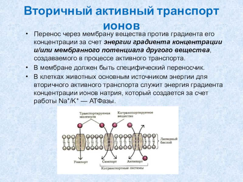 Ионы через мембрану