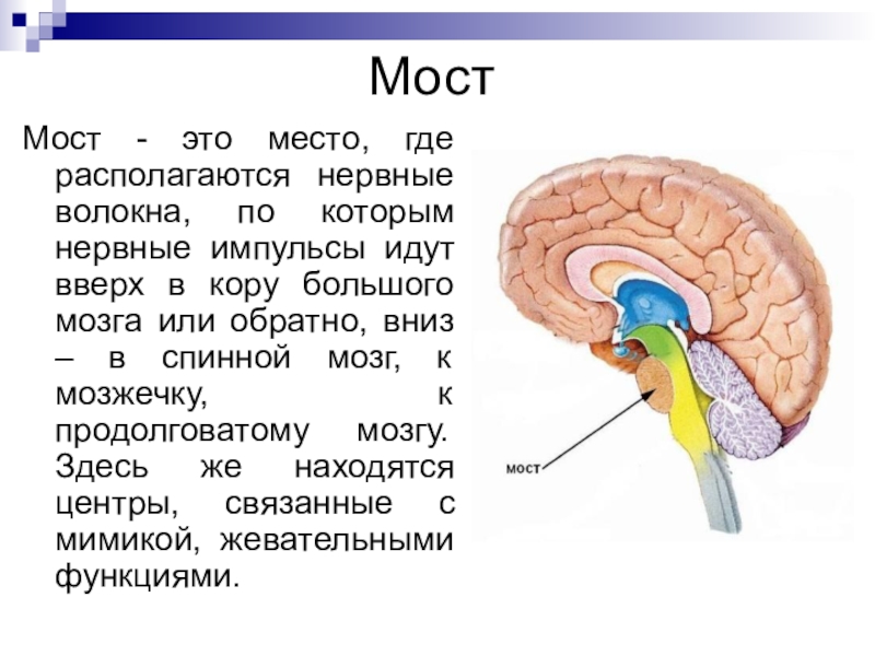 Тест по теме головной мозг. Структуры головного мозга биология 8 класс. Строение среднего мозга 8 класс. Отделы головного мозга 8 класс биология схема. Строение головного мозга биология 8.