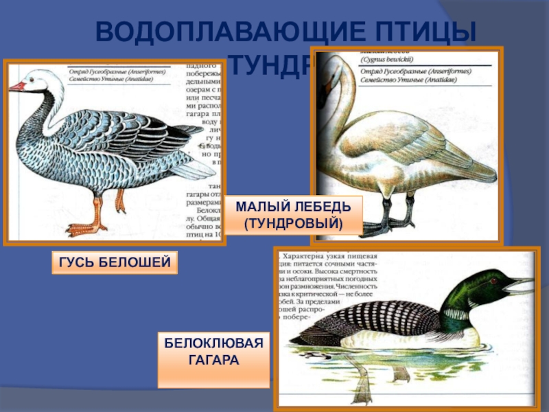 Водоплавающие птицы картинки с названиями для детей