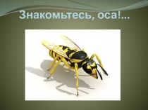 Презентация по окружающему миру Знакомьтесь оса