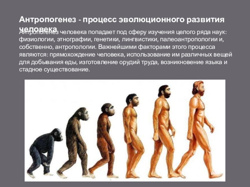Процесс историко эволюционного становления человека как