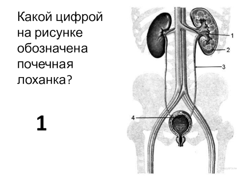 Какой цифрой обозначен на рисунке организм. Выделительная система человека лоханки\. Какой цифрой на рисунке обозначена почечная лоханка. Мочевыделительной системы почечная лоханка. Рисунок почки с обозначениями.