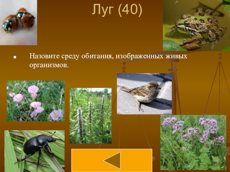 Изображать живой. Среда обитания Луга. Приспособление растений в лугах. Приспособленность организмов к лугам. Луг приспособленность к условиям среды.