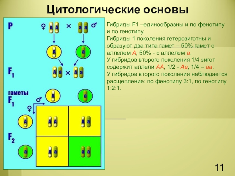 Закономерности наследования моногибридное скрещивание презентация 10 класс