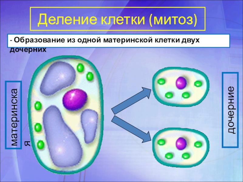 В результате митоза одна материнская клетка. Деление клетки. Деление материнской клетки. Деление растительной клетки. Деление клетки материнская и дочерняя.