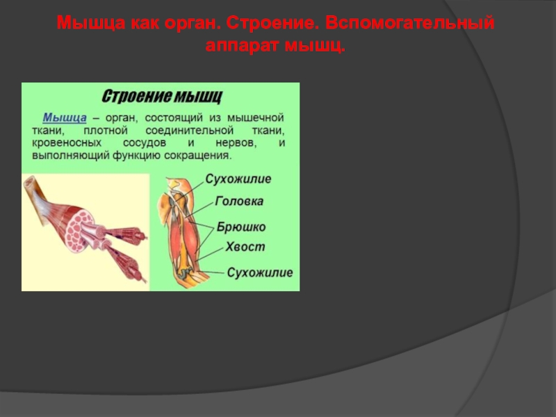 мышцы это орган