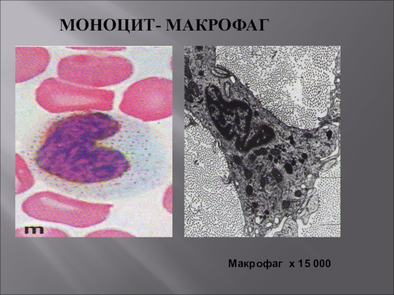 Макрофаги в тканях. Моноциты и макрофаги. Макрофаги биология. Макрофаг. Макрофаги в крови.