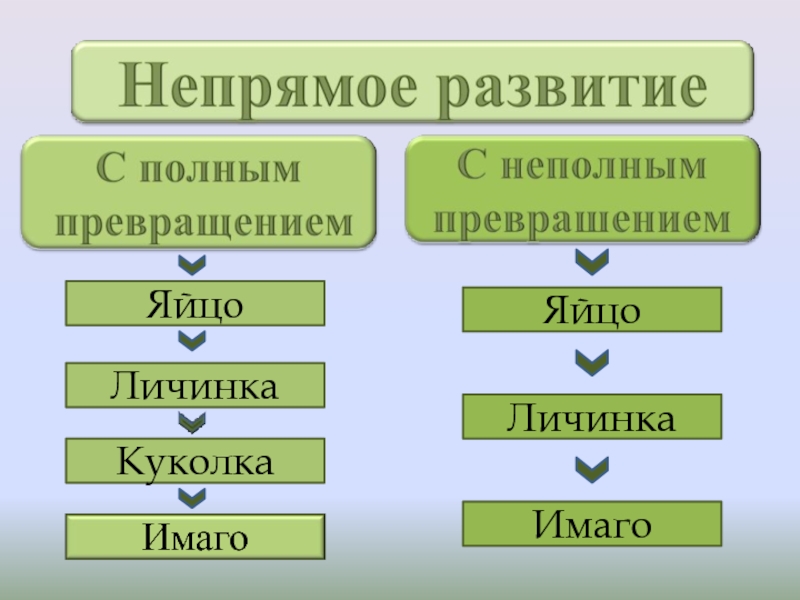 Виды превращений. Непрямое развитие полный и неполный метаморфоз. Непрямое развитие с неполным метаморфозом. Насекомые с полным и неполным превращением таблица. Развитие с полным превращением и неполным превращением.