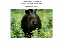 Презентация для обучающихся 7 класса Класс Млекопитающие. Отряд непарнокопытные