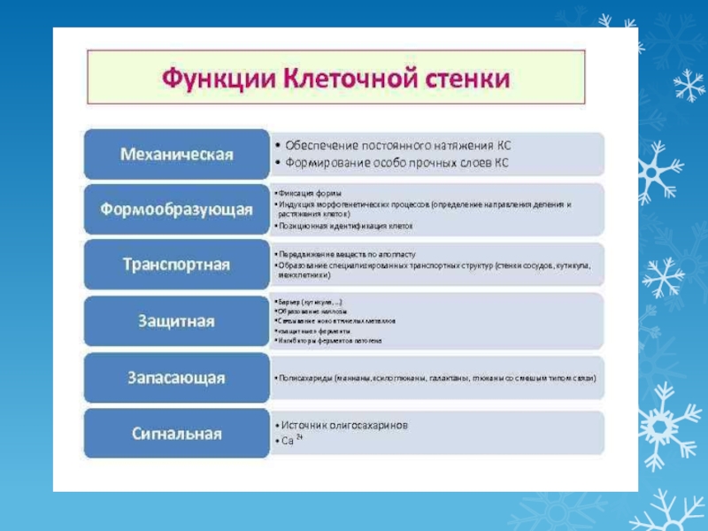 Клеточная стенка роль клетки. Клеточная стенка строение и функции кратко. Функции клеточной стенки. Клеточная стенка структура и функции. Клеточная стенка функции кратко.