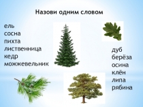 Презентация: Лиственные и хвойные деревья