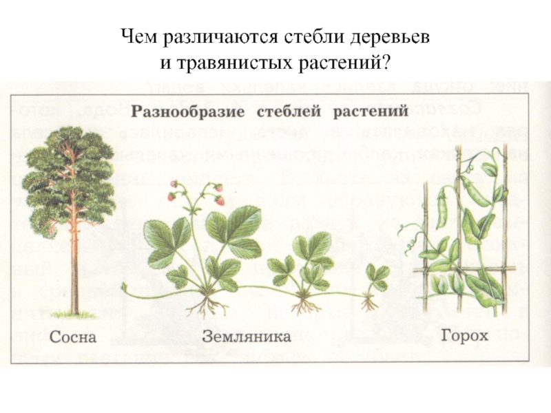Как отличить растения. Стебли травянистых растений таблица. Типы стеблей травянистые и деревянистые. Травянистый стебель. Стебель травянистого растения.